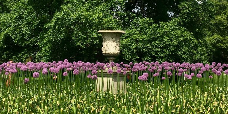 Allium Roundabout, Kew Gardens