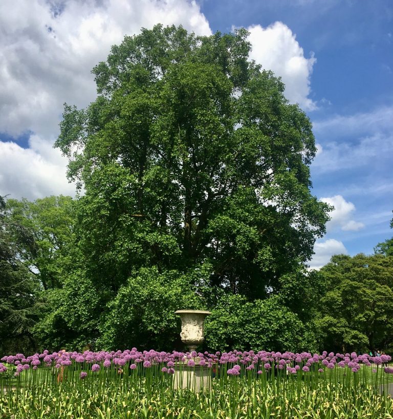 Allium Roundabout, Kew Gardens